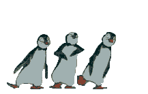 pingvin   tánc