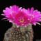 Virágzó kaktuszok 10