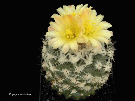 Virágzó kaktuszok 11