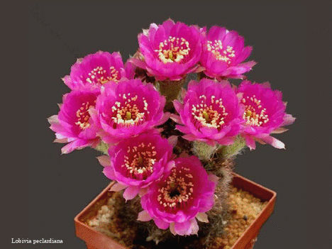 Virágzó kaktuszok 13