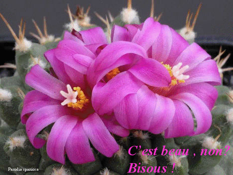 Virágzó kaktuszok 14