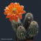 Virágzó kaktuszok 18