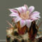 Virágzó kaktuszok 1