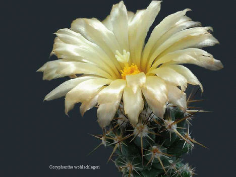 Virágzó kaktuszok 22