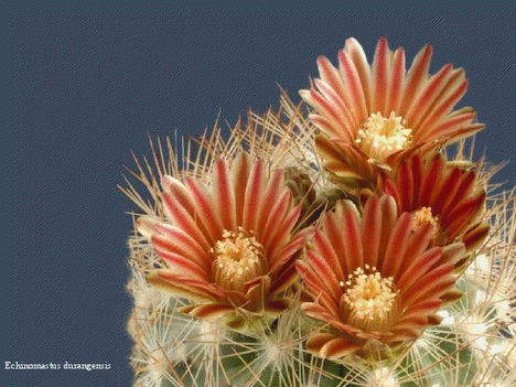Virágzó kaktuszok 27