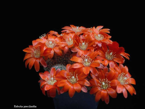 Virágzó kaktuszok 29