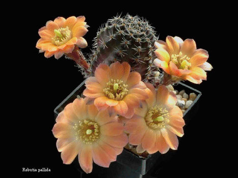 Virágzó kaktuszok 30