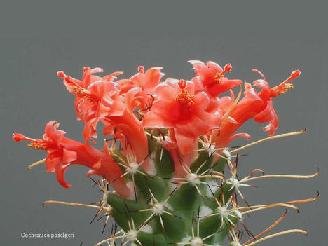 Virágzó kaktuszok 31