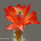Virágzó kaktuszok 3