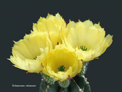 Virágzó kaktuszok 5