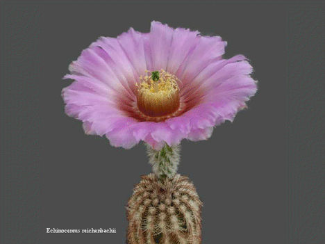 Virágzó kaktuszok 6