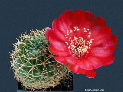 Virágzó kaktuszok 9