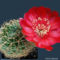 Virágzó kaktuszok 9