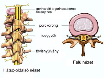 a gerincoszlop szerkezete