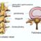 a gerincoszlop szerkezete