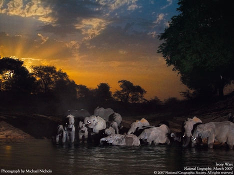 Ivory Wars, Wildlife Oasis