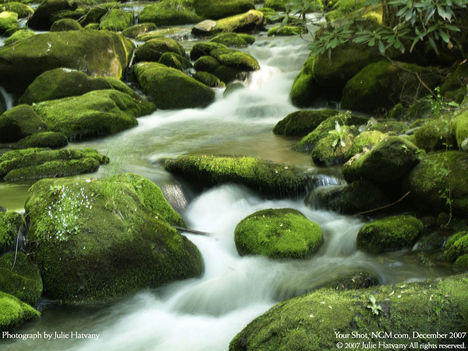 Jake's Creek, Elkmont, Great Smoky Mountains National Park, Tennessee