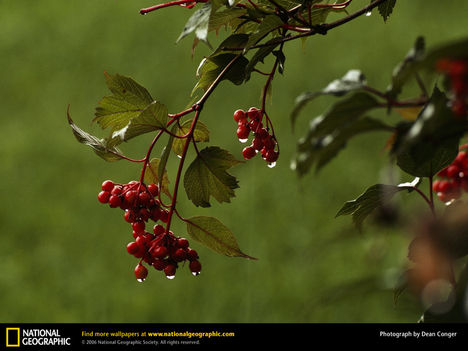 Jasper Cranberries, Canada