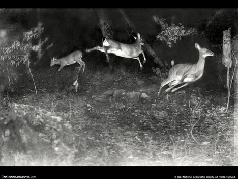 Jumping Deer, North America, 1921