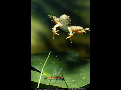 Jumping Frog, 1975