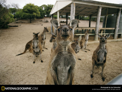 Kangaroo Romp, Australia, 1970