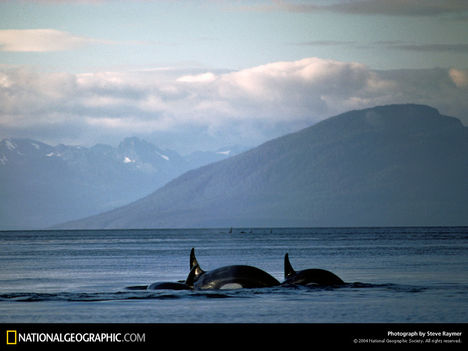 Killer Whales, Glacier Bay, Alaska, 1977