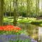 Holland  tulipán park