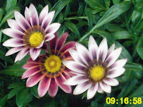 Nyári virágok 2009 021