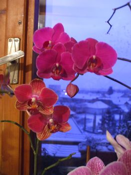 orchidea esti fényben