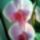 Rm_52_533343_86294_t