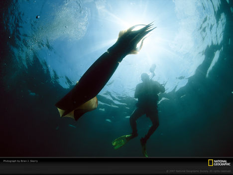 Giant Squid and Diver