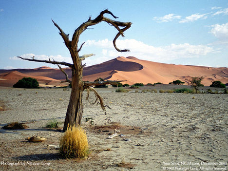 Gnarled Tree, Namib Desert, Namibia