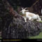 Goat In Tahiti, Tahiti, 1979