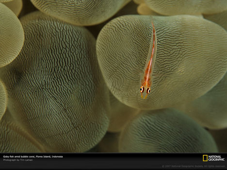 Goby and Bubble Coral, Indonesia, 2005
