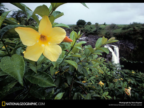 Golden Trumpet Plant, Rainbow Falls, Hawaii, 1982