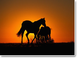 lovak a naplementében