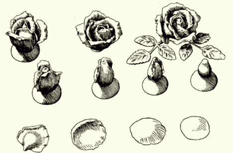 Marcipán rózsa készítése