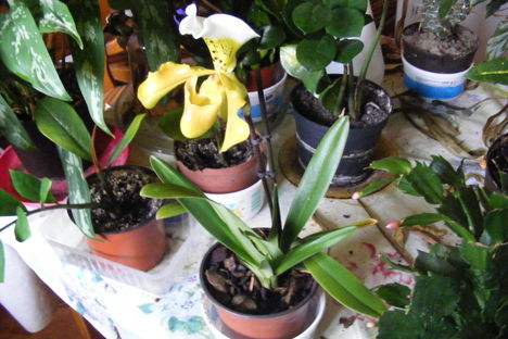 Paphiopedilum  orchidea 1