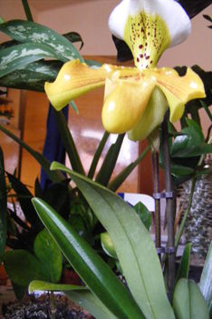 Paphiopedilum  orchidea 1