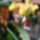 Paphiopedilum__orchidea_1_534241_41880_t