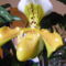 Paphiopedilum  orchidea 2
