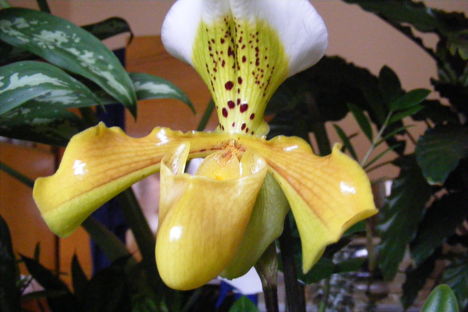 Paphiopedilum  orchidea 2