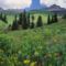 Alpine Meadow of Sneezeweed, Asters, Paintbrush, and Hellebore, Sneffels Range, Colorado