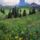 Alpine_meadow_of_sneezeweed_asters_paintbrush_and_hellebore_sneffels_range_colorado_535105_28793_t