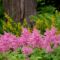 Astilbe Garden, Washington