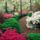Azaleas_and_boxwood_535146_50079_t
