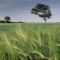 Barley Field, North Somerset, United Kingdom