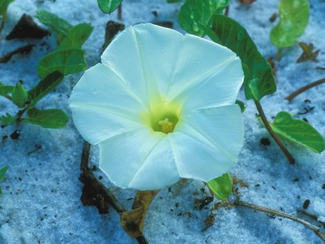 Beach Morning Glory