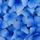 Blue_hydrangea_blossoms_535108_12885_t