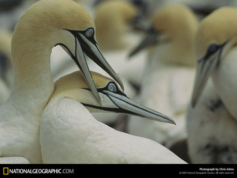 Cape Gannets, South Africa, 1995